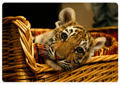 Vladimir Putin showed journalists a Siberian tiger cub he received for his birthday|10 october, 2008|10:00