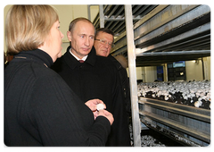 Prime Minister Vladimir Putin visited the Prinevskoye Pedigree Farm, one of the biggest agricultural enterprises in the Leningrad Region|24 november, 2008|19:41