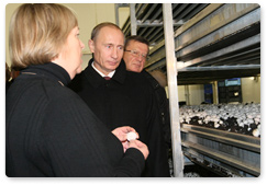 Prime Minister Vladimir Putin visited the Prinevskoye Pedigree Farm, one of the biggest agricultural enterprises in the Leningrad Region