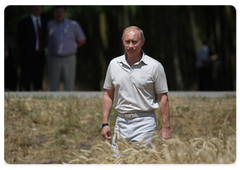 Prime Minister Vladimir Putin in a wheat field of the Agrocomplex Company|3 july, 2009|16:24