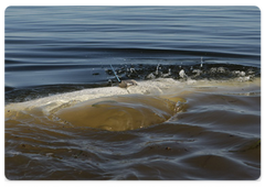 Владимир Путин в рамках рабочей поездки в Хабаровский край побывал на острове Чкалова в Охотском море|31 июля, 2009|23:18