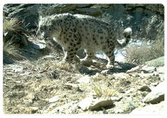 Andrei Subbotin told the Prime Minister in detail about a 2007 programme initiated by Mr Putin to study and save the snow leopard, or irbis.|4 august, 2009|20:50