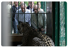 Vladimir Putin, Jean-Claude Killy and Gilbert Felli let two leopards delivered by air from Turkmenistan out of a cage and into an open-air enclosure|19 september, 2009|21:03