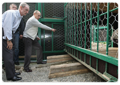 В.В.Путин, Жан-Клод Килли и Жильбер Фелли выпустили из клеток в вольеры двух леопардов, доставленных на самолете из Туркмении|19 сентября, 2009|21:11