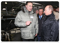 Prime Minister Vladimir Putin at the Grazhdansky cattle-breeding plant in Zaporozhskoye, Leningrad Region|14 january, 2010|17:50