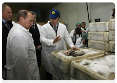 Prime Minister Vladimir Putin visits one of northwestern Russia’s largest fish processing plants during a working trip to the Murmansk Region|17 april, 2010|13:05