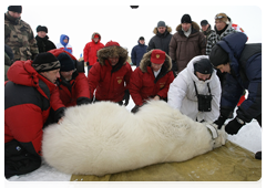 Vladimir Putin and biologists attaching a GPS collar on a polar bear caught in a special trap|29 april, 2010|09:10