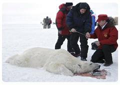Vladimir Putin and biologists attaching a GPS collar on a polar bear caught in a special trap|29 april, 2010|09:43