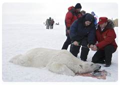 Vladimir Putin and biologists attaching a GPS collar on a polar bear caught in a special trap|29 april, 2010|09:45