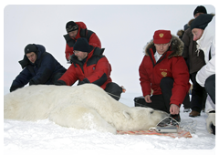 Vladimir Putin and biologists attaching a GPS collar on a polar bear caught in a special trap|29 april, 2010|09:46