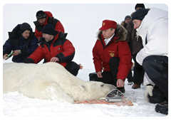 Vladimir Putin and biologists attaching a GPS collar on a polar bear caught in a special trap|29 april, 2010|09:48