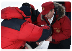 Vladimir Putin and biologists attaching a GPS collar on a polar bear caught in a special trap|29 april, 2010|09:51