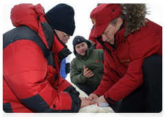 Vladimir Putin and biologists attaching a GPS collar on a polar bear caught in a special trap|29 april, 2010|10:08