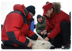 Vladimir Putin and biologists attaching a GPS collar on a polar bear caught in a special trap|29 april, 2010|10:10