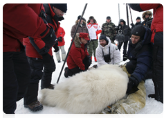 Vladimir Putin and biologists attaching a GPS collar on a polar bear caught in a special trap|29 april, 2010|10:11