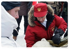 Vladimir Putin and biologists attaching a GPS collar on a polar bear caught in a special trap|29 april, 2010|10:14