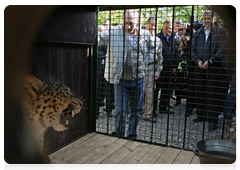 Prime Minister Vladimir Putin visited Sochi National Park to release one of the female leopards brought to Russia from Iran into an open-air enclosure|3 may, 2010|09:21