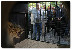 Prime Minister Vladimir Putin visits Sochi National Park to release one of the female leopards brought to Russia from Iran into an open-air enclosure