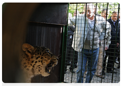 Prime Minister Vladimir Putin visited Sochi National Park to release one of the female leopards brought to Russia from Iran into an open-air enclosure|3 may, 2010|09:23