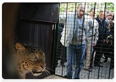 Prime Minister Vladimir Putin visited Sochi National Park to release one of the female leopards brought to Russia from Iran into an open-air enclosure|3 may, 2010|09:23