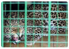 The female leopard brought to Russia from Iran, Sochi National Park|3 may, 2010|09:23