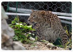 The female leopard brought to Russia from Iran, Sochi National Park|3 may, 2010|09:23