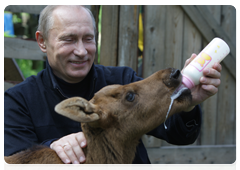 Prime Minister Vladimir Putin visiting Losiny Ostrov National Park in north-east Moscow ahead of Environmentalist’s Day and World Environment Day|5 june, 2010|11:00