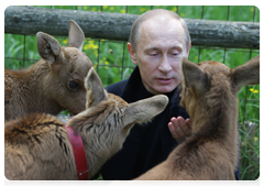 Prime Minister Vladimir Putin visiting Losiny Ostrov National Park in north-east Moscow ahead of Environmentalist’s Day and World Environment Day|5 june, 2010|11:00