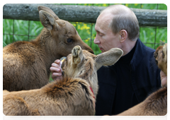 Prime Minister Vladimir Putin visiting Losiny Ostrov National Park in north-east Moscow ahead of Environmentalist’s Day and World Environment Day|5 june, 2010|11:00