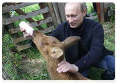 Prime Minister Vladimir Putin visiting Losiny Ostrov National Park in north-east Moscow ahead of Environmentalist’s Day and World Environment Day|5 june, 2010|11:00