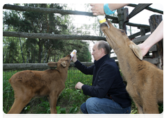 Prime Minister Vladimir Putin visiting Losiny Ostrov National Park in north-east Moscow ahead of Environmentalist’s Day and World Environment Day|5 june, 2010|11:00