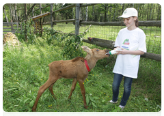 Prime Minister Vladimir Putin visiting Losiny Ostrov National Park in north-east Moscow ahead of Environmentalist’s Day and World Environment Day|5 june, 2010|11:00