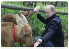 Prime Minister Vladimir Putin visiting Losiny Ostrov National Park in north-east Moscow ahead of Environmentalist’s Day and World Environment Day|5 june, 2010|11:00