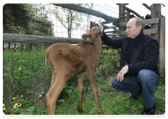 Prime Minister Vladimir Putin visiting Losiny Ostrov National Park in north-east Moscow ahead of Environmentalist’s Day and World Environment Day|5 june, 2010|11:00