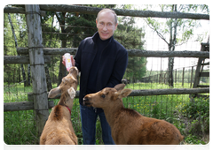 Prime Minister Vladimir Putin visiting Losiny Ostrov National Park in north-east Moscow ahead of Environmentalist’s Day and World Environment Day|5 june, 2010|11:00