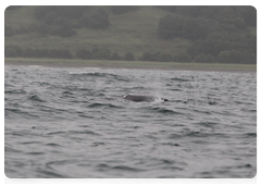 A grey whale in Olga Bay, Kamchatka Territory|25 august, 2010|14:59