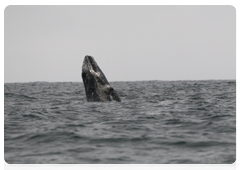 A grey whale in Olga Bay, Kamchatka Territory|26 august, 2010|18:06