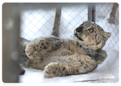 Mongol the snow leopard|19 march, 2011|22:01