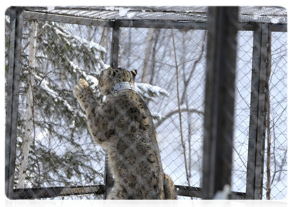 Mongol the snow leopard|19 march, 2011|22:01
